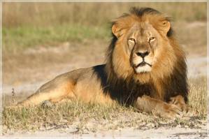 Zimbabwe Lion Killed